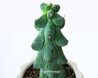 Myrtillocactus Geometrizans - Boobie Cactus (options of 5'', 6'', 8'', 7'',  9'', 10'', 12'' and 13") Live Rare Cactus Plant