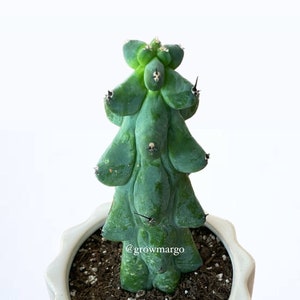 Myrtillocactus Geometrizans - Boobie Cactus (options of 5&#39;&#39;, 6&#39;&#39;, 8&#39;&#39;, 7&#39;&#39;,  9&#39;&#39;, 10&#39;&#39;, 12&#39;&#39; and 13&quot;) Live Rare Cactus Plant