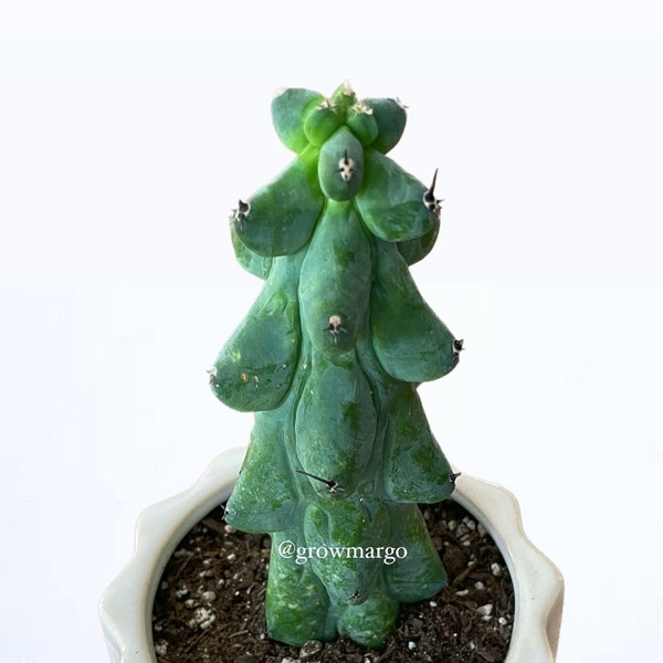 Myrtillocactus Geometrizans - Boobie Cactus (options of 5'', 6'', 8'', 7'',  9'', 10'', 12'' and 13") Live Rare Cactus Plant