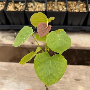 May include: A small caudex plant with heart-shaped, light green leaves and one reddish-brown leaf, growing in a black square plastic pot filled with small tan pebbles. The plant has a thick, bulbous base emerging from the soil surface.