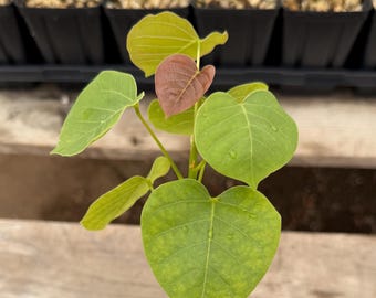 Seed Grown Pseudobombax Ellipticum - Shaving Brush Tree  - Live Plant