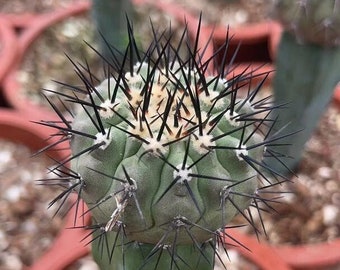 Copiapoa Cinerea Chilean Rare Cactus Live Rooted Plant (Grafted and From Seed Options)