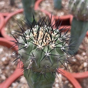 Copiapoa Dealbata T-shirt — East Coast Camanchaca