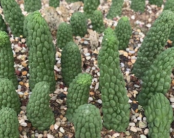 Larryleachnia Cactiformis Live Rooted Rare Collector Succulent Plant, Rare Cactus  (2"- 4")