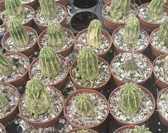 Variegated Euphorbia Obesa Live Rooted Plant - Baseball Cactus