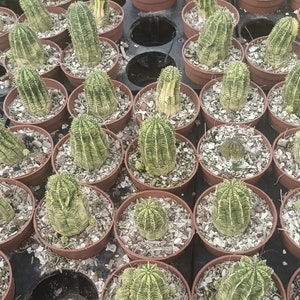 Variegated Euphorbia Obesa Live Rooted Plant - Baseball Cactus