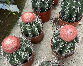 Melocactus Curvispinus Live Rooted Cactus From Seed Grown - Turk's Cap Cactus 5 inch Diameter - Melocactus Azureus Cactus - Ships Bare Root