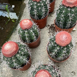 Melocactus Curvispinus Live Rooted Cactus From Seed Grown - Turk's Cap Cactus 5 inch Diameter - Melocactus Azureus Cactus - Ships Bare Root