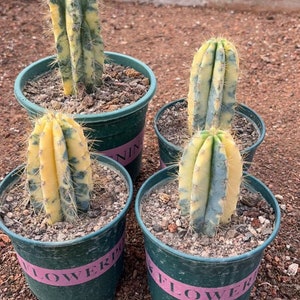 Pilosocereus Pachycladus Variegated Live Rare Rooted Cactus