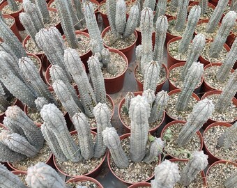 Euphorbia Abdelkuri 999F | Plantes Rares - Foto 8