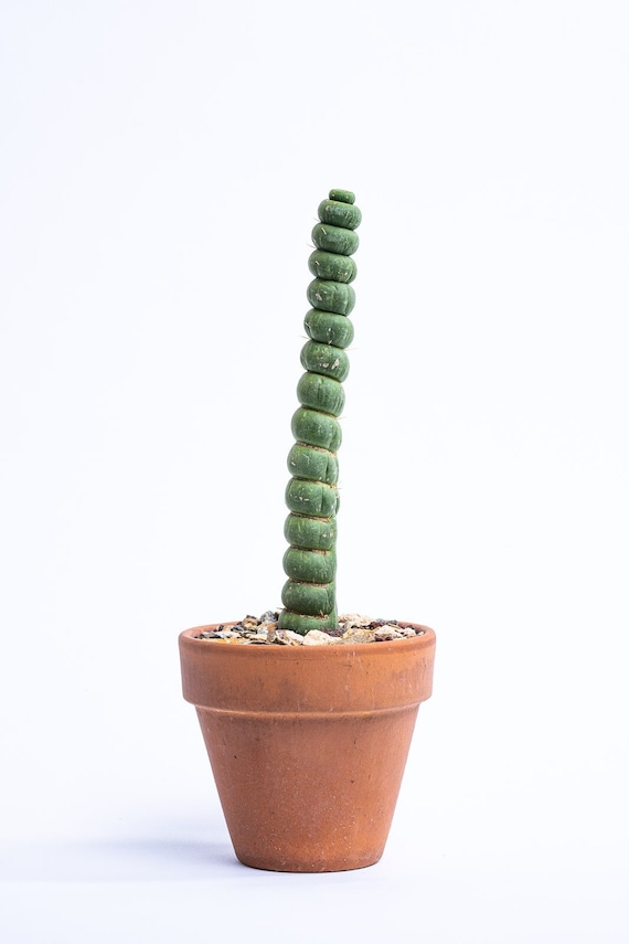 Succulent Unicorn Cactus