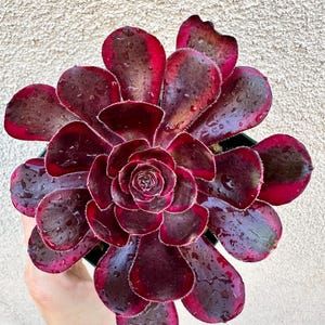 Aeonium &#39;Chanel&#39; - Beautiful Succulent (Cutting, 4&#39;&#39; Pot, Cluster Options) Live Rare Plant