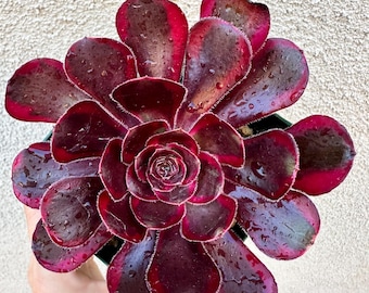 Aeonium 'Chanel' - Beautiful Succulent (Cutting, 4'' Pot, Cluster Options) Live Rare Plant