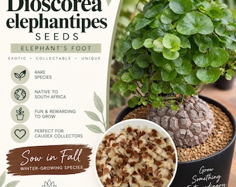 Dioscorea elephantipes Seeds – Elephant’s Foot Caudex – Rare Succulent Seeds