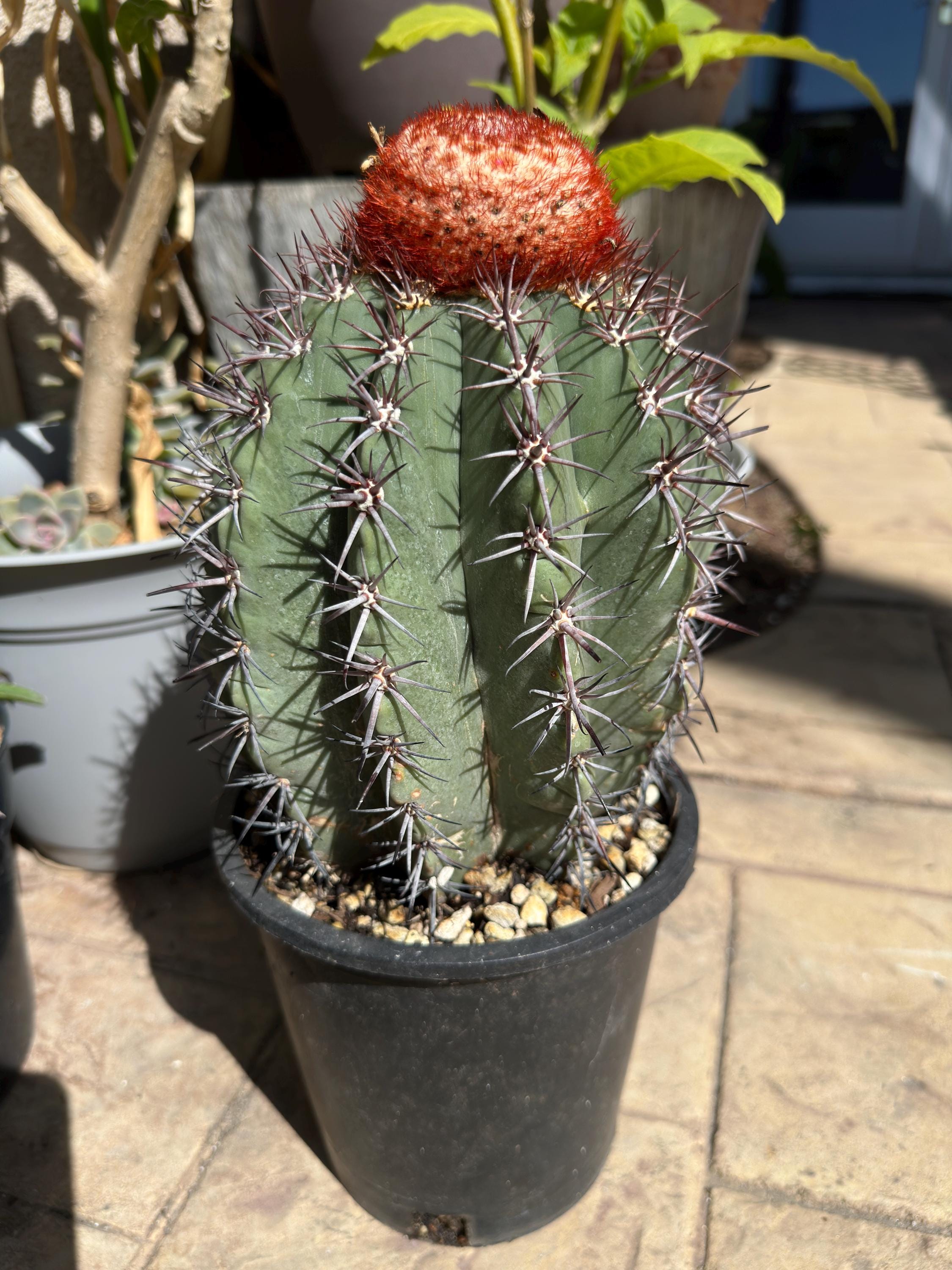 Melocactus Curvispinus Live Rooted Cactus From Seed Grown - Turk's