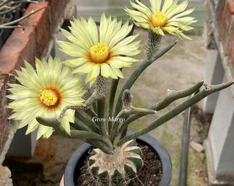 Astrophytum Caput-Medusae Live Rooted Plant Grown From Seed - Rare Unique Plant - Silver Surface Rare Caudex Succulent