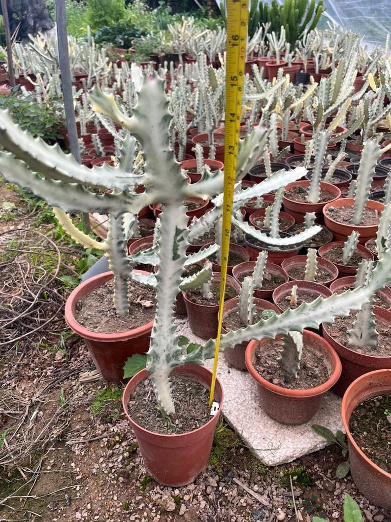GrowMargo Euphorbia Ghost Plant - Thumbnail 2