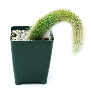 May include: A green cactus with long, white spines growing in a dark green plastic pot.