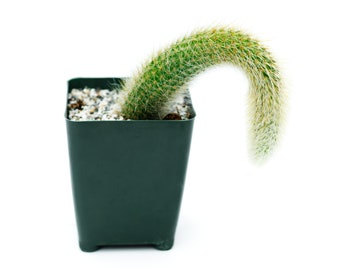 Monkey Tail Cactus 4'' Plant Pot - Hildewintera Colademononis - 1 Head