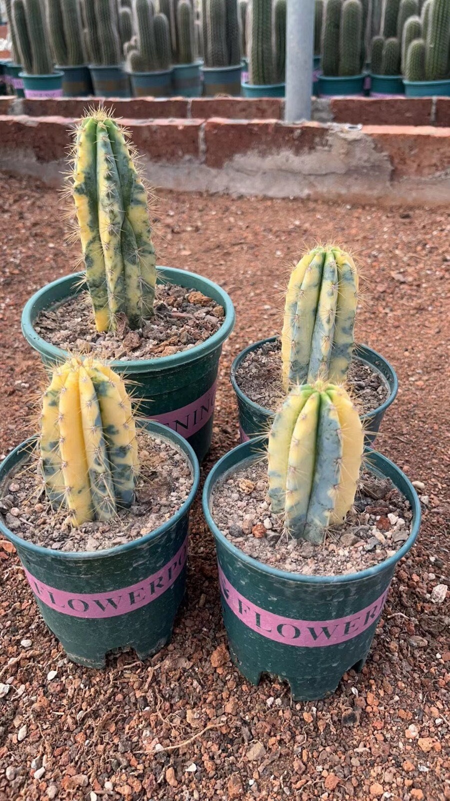 Pilosocereus Pachycladus Variegated Live Rare Rooted Cactus - Etsy