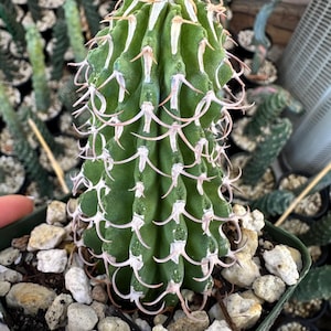 Euphorbia Columnaris Live Rare Plant Rooted - Collector Houseplant Rare Find 4” tall on graft, rooted