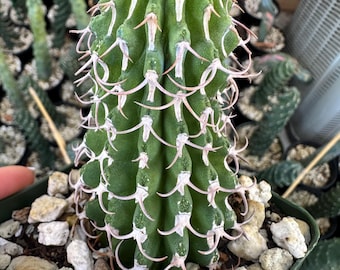 Euphorbia Columnaris Live Rare Plant Rooted - Collector Houseplant Rare Find 4” tall on graft, rooted