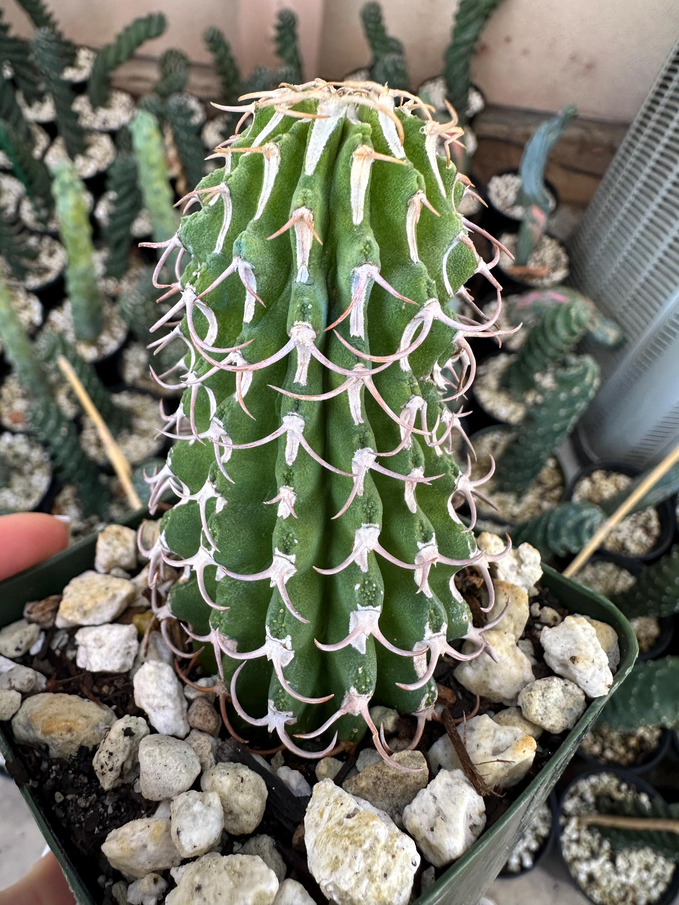 Euphorbia Columnaris Live Rare Plant Rooted - Collector Houseplant