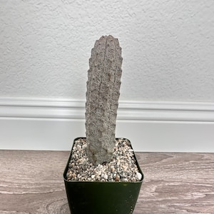 Euphorbia Abdelkuri Grey -  Rare Cactus Succulent Live Weird Looking Cactus, Unique Cactus