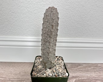 Euphorbia Abdelkuri Grey -  Rare Cactus Succulent Live Weird Looking Cactus, Unique Cactus