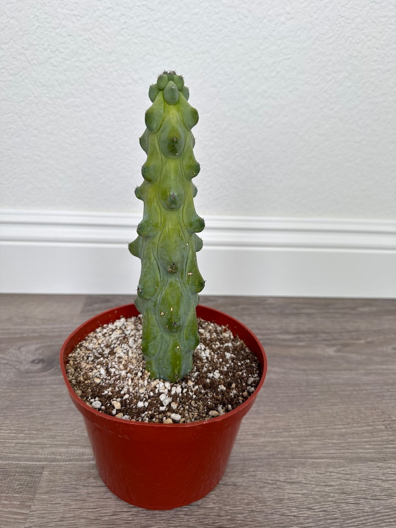 GrowMargo Myrtillocactus Geometrizans Cactus - Thumbnail 3