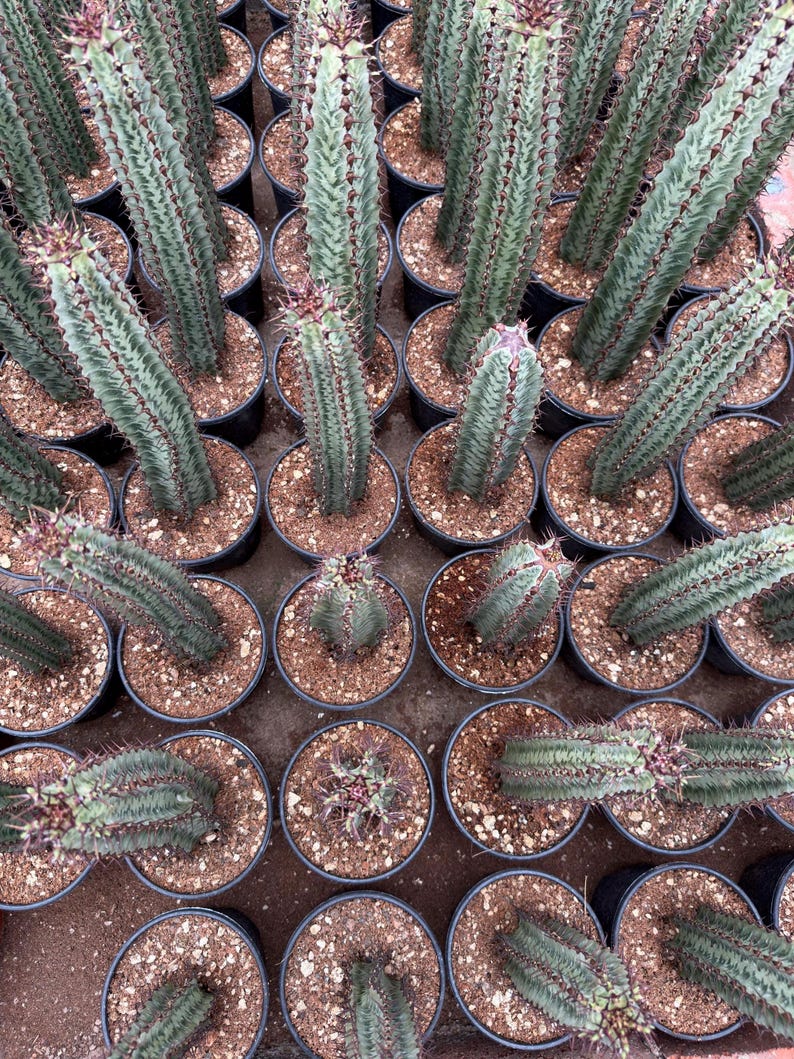 GrowMargo Euphorbia confinalis - Thumbnail 3