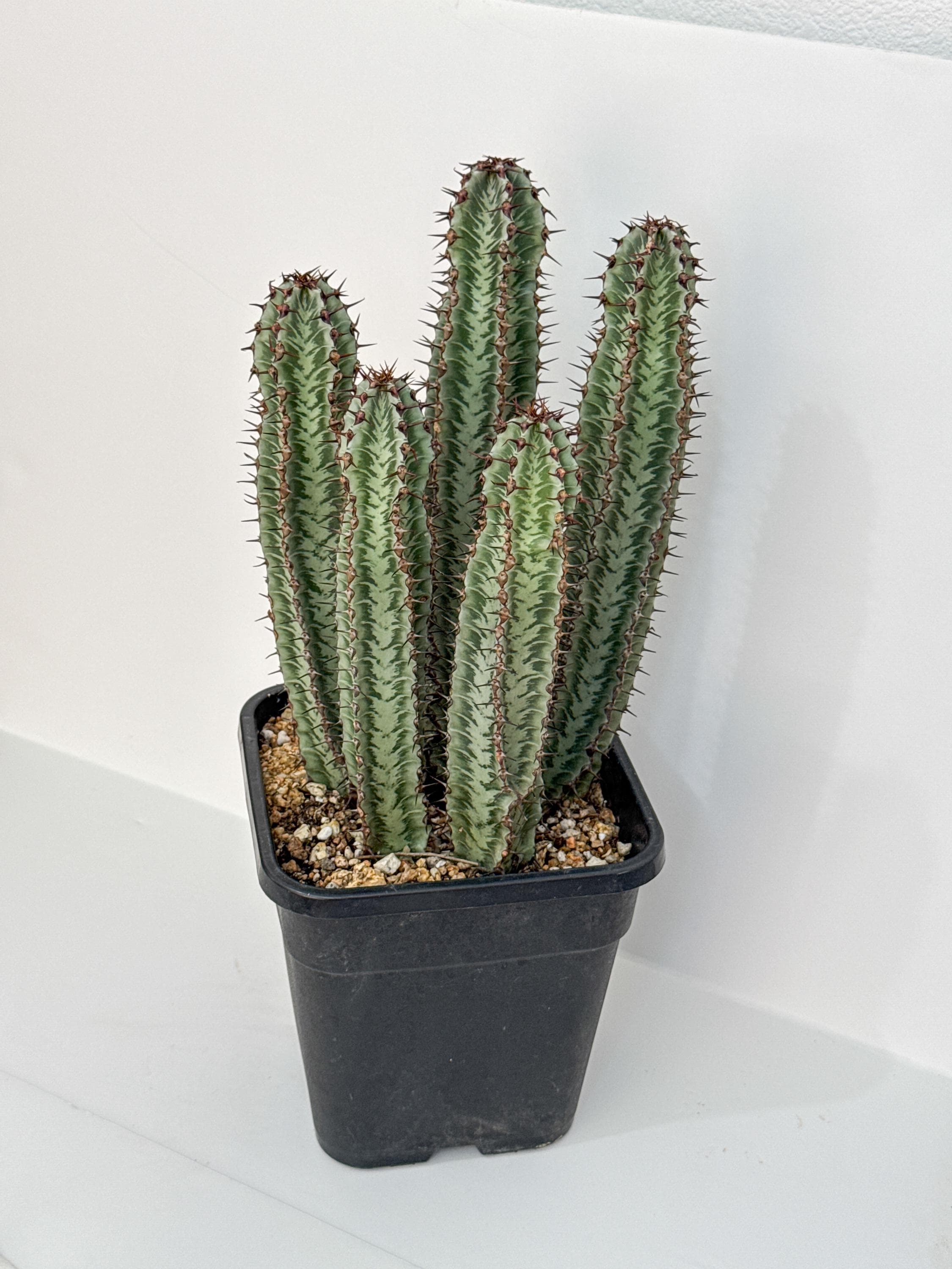 Euphorbia Confinalis Ssp. Rhodesia Variegata 'zebra' Live Rooted