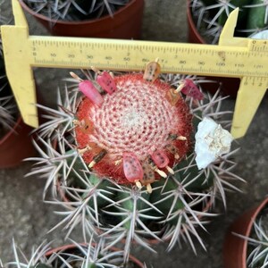 Melocactus Curvispinus Live Rooted Cactus From Seed Grown Turk's Cap Cactus 5 inch Diameter Melocactus Azureus Cactus Ships Bare Root image 4