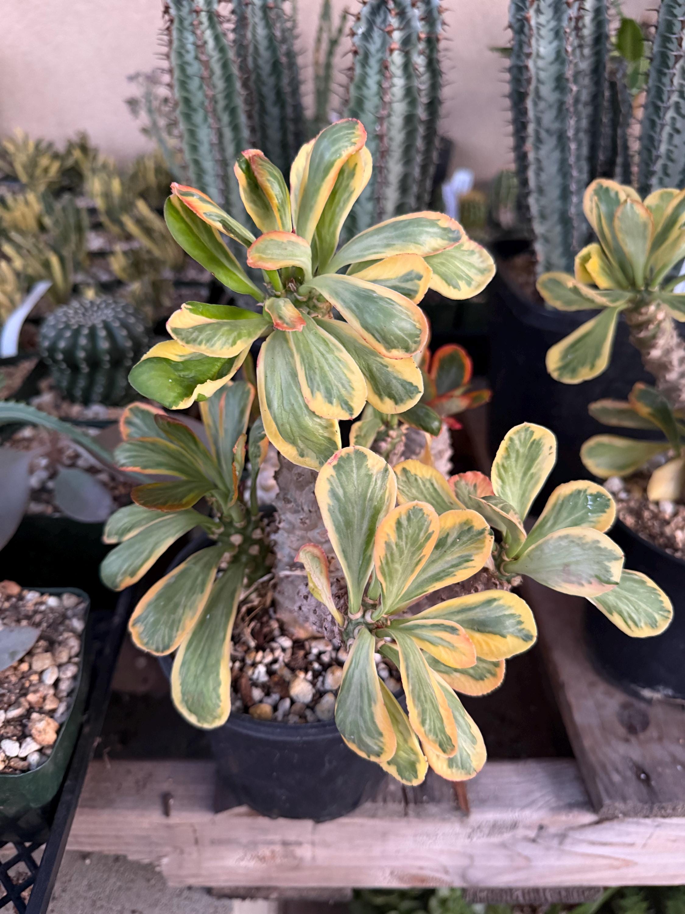 castanea variegata Castanea sativa