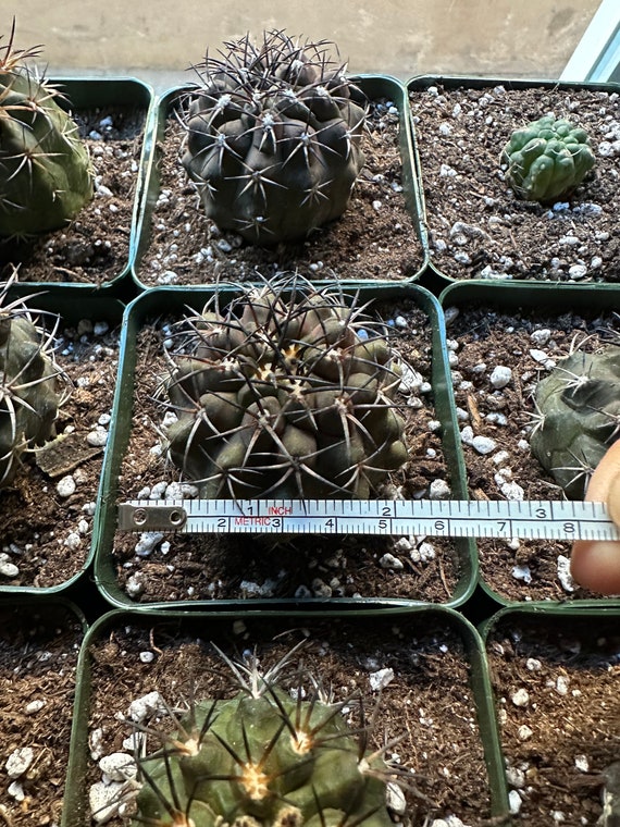 新品　COPIAPOA CINEREA  FlowerSeason COPIAPOA CINEREA FLOWER SEASON フィギュア
