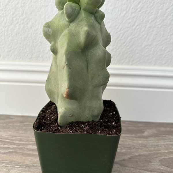 Pachycereus schottii f.monstrosus (Totem pole cactus) 5-7'' Rooted Live Cactus Plant