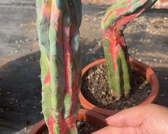 Myrtillocactus × Gymnocalycium Chimera — Rooted Rare Variegated Mutant Cactus