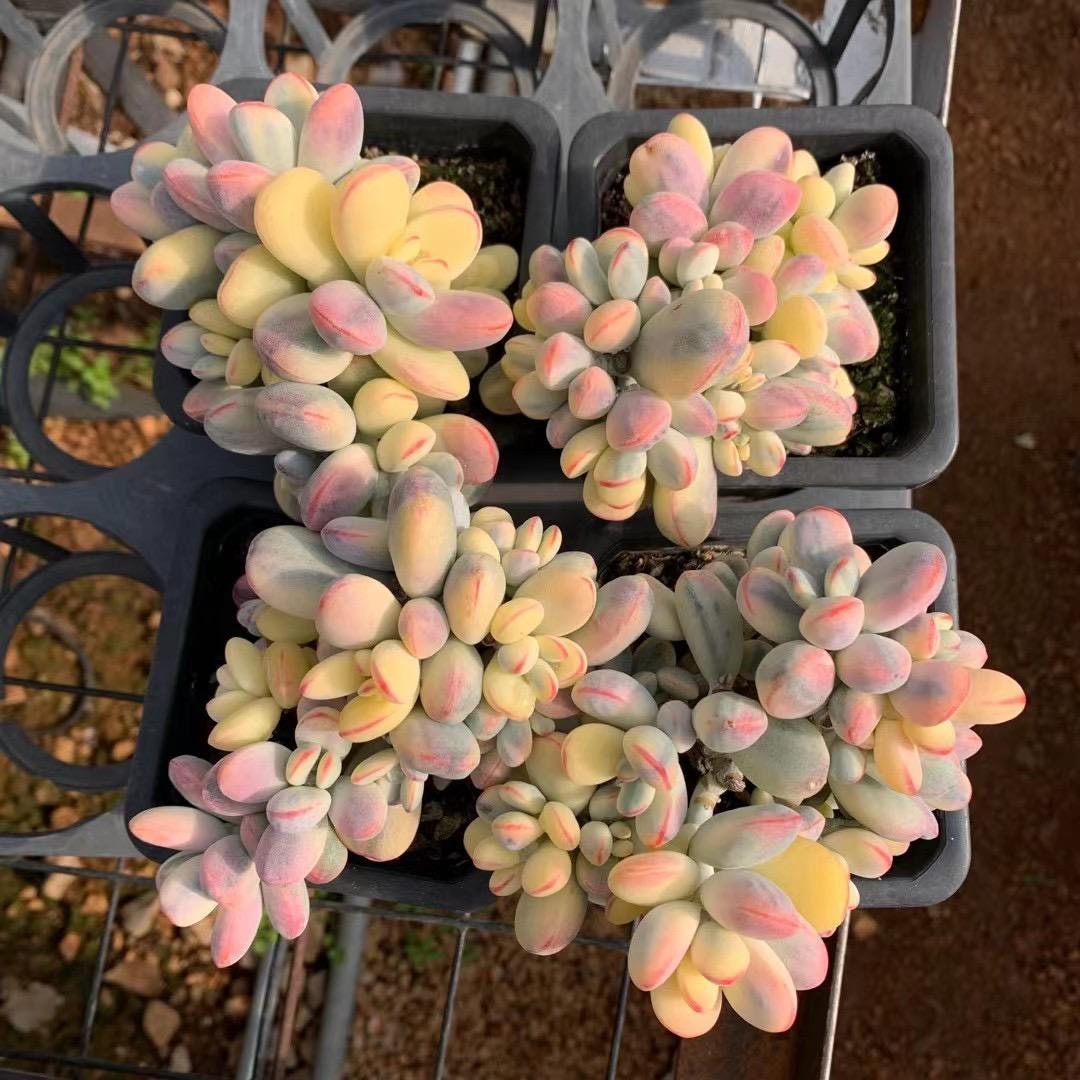 Cotyledon Variegated Orbiculata (COV) Rare Succulent Live Plant Rooted -  Etsy