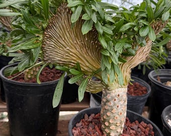 Crested Pachypodium Lamerei on a graft - rooted - grower choice