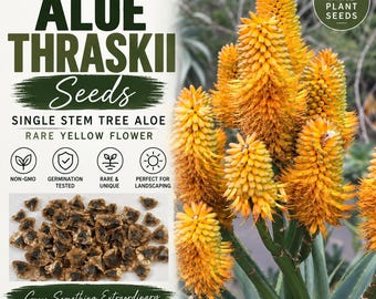 Aloe Thraskii Seeds – Dune Aloe – Rare South African Tree Aloe Seeds