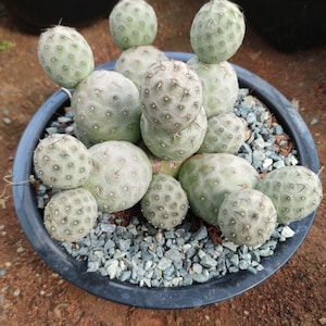 Tephrocactus Geometricus – Snow Man Cactus – Options: 1 Ball, 2 Balls, Cluster Rooted Live Rare Collector Plant