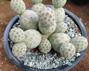 Tephrocactus Geometricus – Snow Man Cactus – Options: 1 Ball, 2 Balls, Cluster Rooted Live Rare Collector Plant