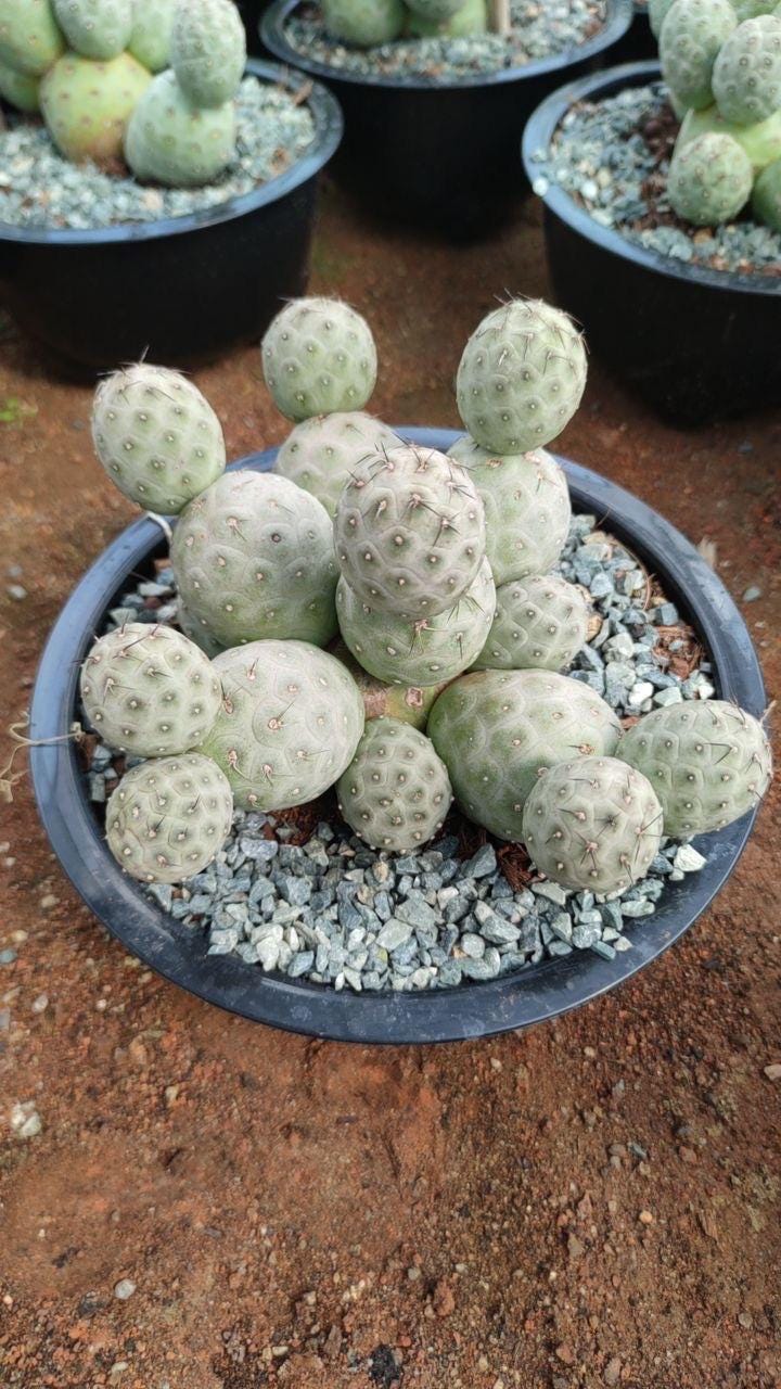big potted cactus Large Peruvian Apple Cactus | Succulents & Houseplants for Delivery