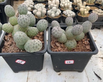 Tephrocactus Geometricus – Snow Man Cactus – Options: 1 Ball, 2 Balls, Cluster Rooted Live Rare Collector Plant