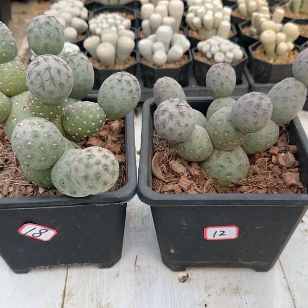 Tephrocactus Geometricus – Snow Man Cactus – Options: 1 Ball, 2 Balls, Cluster Rooted Live Rare Collector Plant