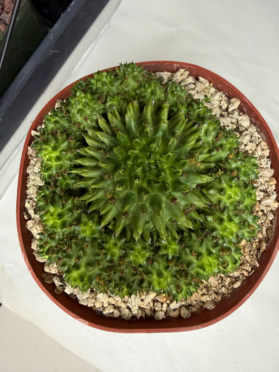 Seed-grown Euphorbia 'suzannae' | Rare Succulent | Collector