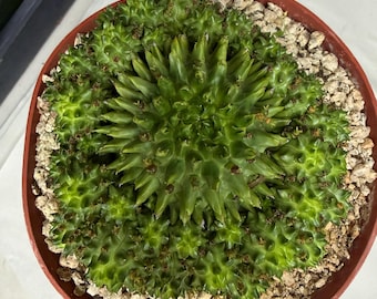 Seed-Grown Euphorbia ‘Suzannae’ | Rare Succulent | Collector Euphorbia | Caudiciform Plant