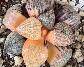 Haworthia Ogiboro Variegated - Collectable Haworthia live plant
