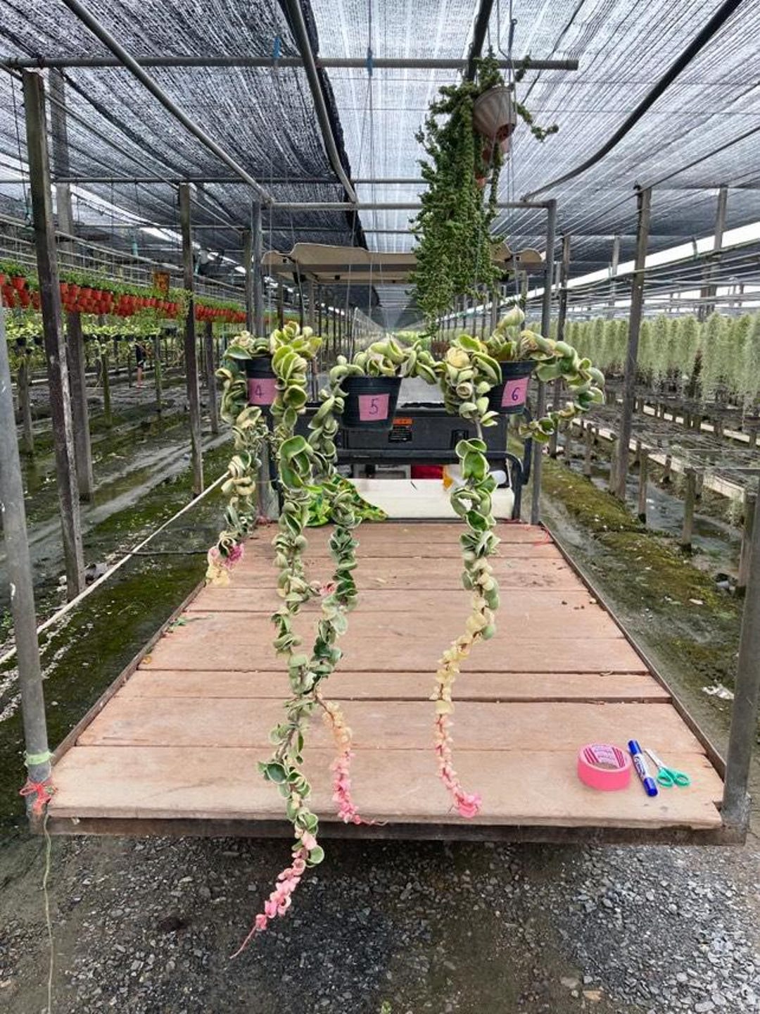 Variegated Hoya Compacta XL Trailing Plant or Cutting Options ...