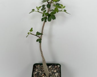 May include: A small, green-leafed plant in a dark green square pot filled with small stones. The plant has a slender, light brown stem and several branches with multiple small green leaves. The pot is sitting on a white background.